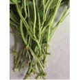Variety Sweet Potato 20 Slips Beauregard Japanese Red White variety-sweet-potato-20-slips-beauregard-japanese-red-white