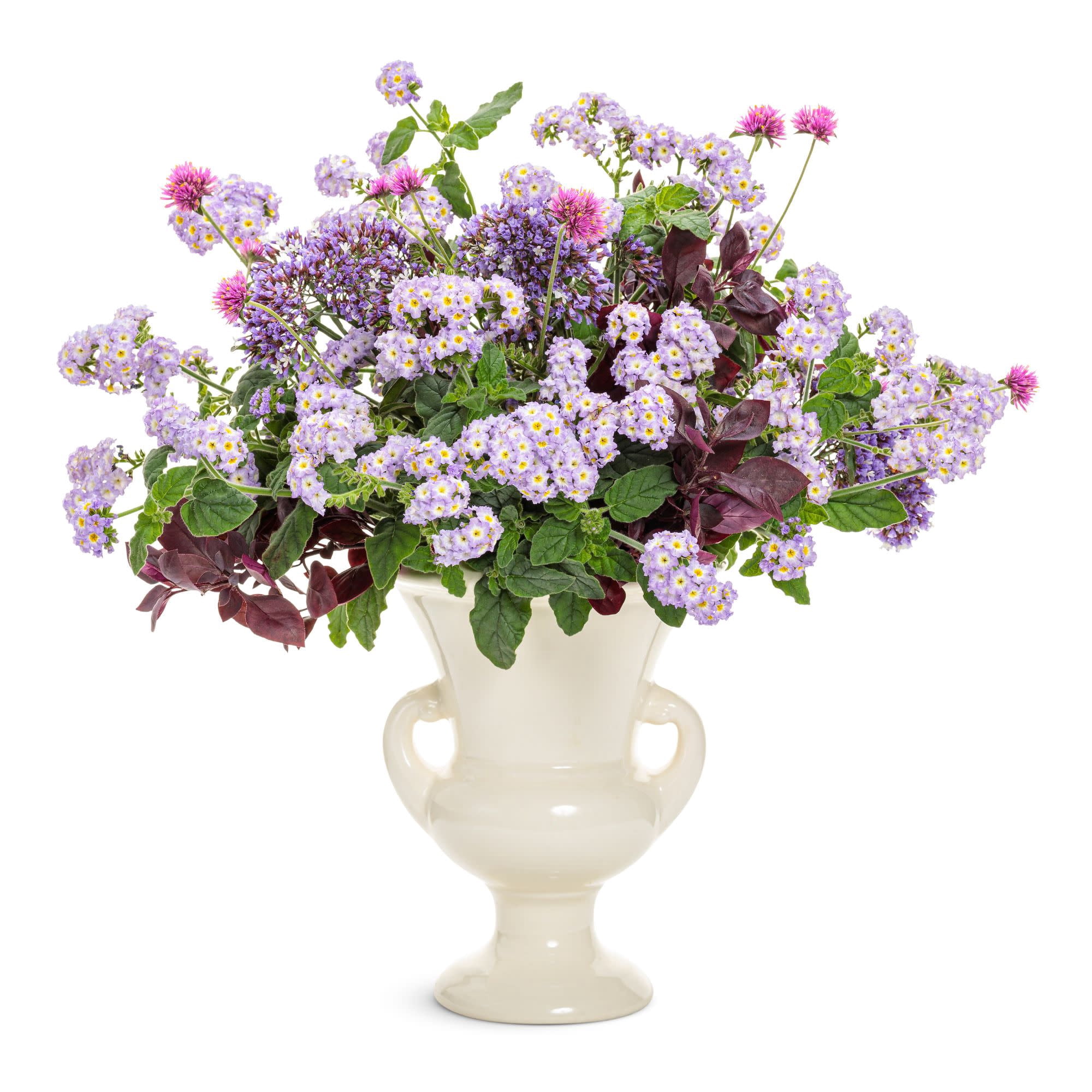 Proven Winners 4" Purple Augusta Lavender Heliotrope Live Plant in 4.25" Pot (4 Count)