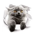 thumbnail image 1 of braveheart 3D Cute Kitten Closestool Sticker Kids Bedroom Wall Deocration Cat Cartoon Fridge Sticker, 1 of 1