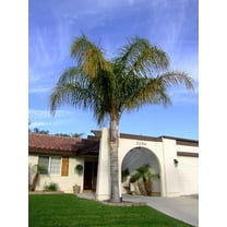 Queen Palm - Live Plant in an 10 Inch Growers Pot - 3 to 4 Feet Tall - Syagrus Romanzoffiana - Handsome and Sturdy Evergreen Palm