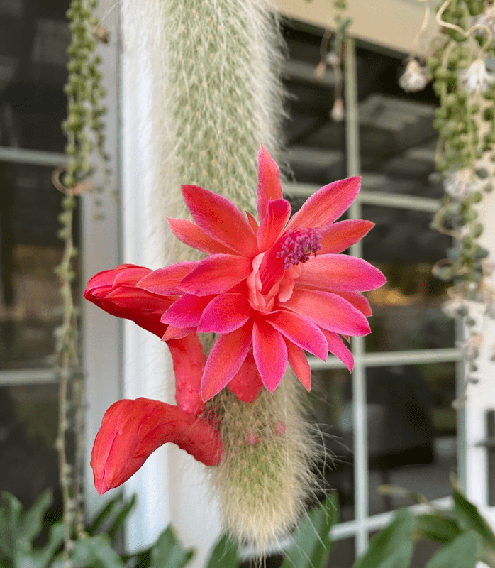 Monkey Tail Cactus Live Plant for Planting, Rare Trailing Cactus Succulent Plant for Indoor Outdoor in 2 Inch Pot