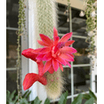 thumbnail image 2 of Monkey Tail Cactus Live Plant for Planting, Rare Trailing Cactus Succulent Plant for Indoor Outdoor in 2 Inch Pot, 2 of 6
