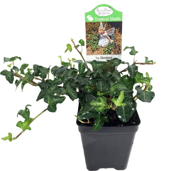 Miniature Abundance English Ivy - 2.5" Pot - Terrarium/Fairy Garden/House Plant