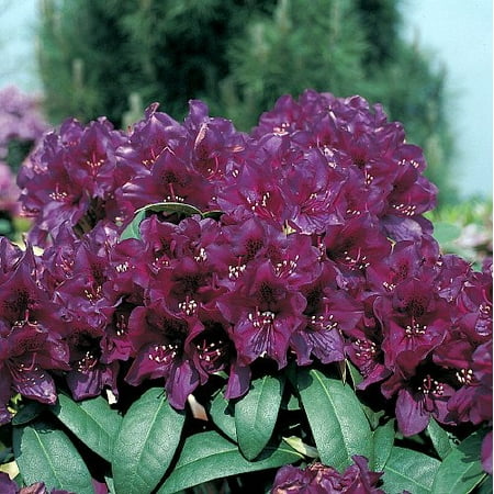 - Polar Night (Polarnacht) Rhododendron - Almost Black! - 4