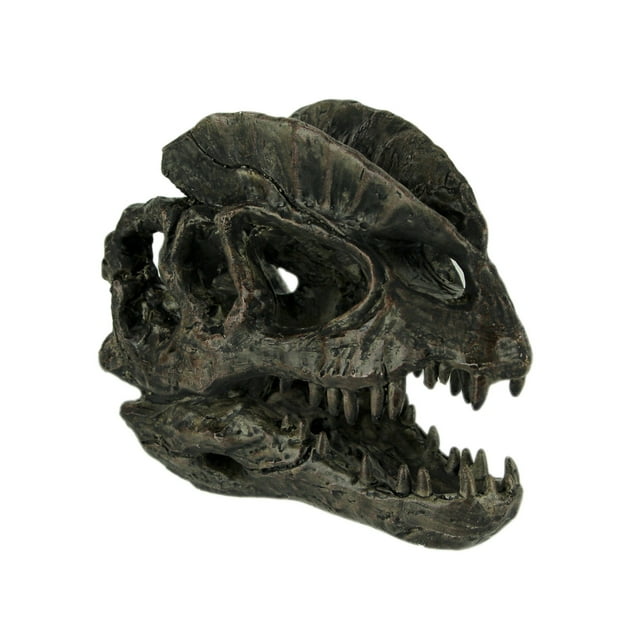 Dilophosaurus Dinosaur Head Fossil Statue Small