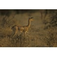 thumbnail image 2 of Grall, Don 14x11 Gold Ornate Wood Framed with Double Matting Museum Art Print Titled - Kenya, Samburu NP Male gerenuk stands alert, 2 of 4