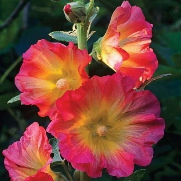 25 Pink & Orange Hollyhock Seeds – Tall Perennial Cottage Garden Flower – Pollinator Friendly Blooming Plant