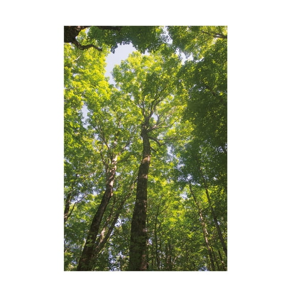 Pela Studio 'Coastal Farmhouse Pattern IIIB' Canvas Art