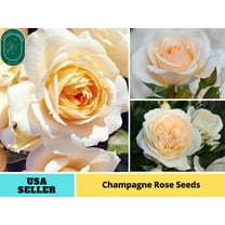 30 Seeds|Champagne Rose Perennial Flower - Authentic Seeds - Perennial~GMO Free~~Flower seeds ~ Asian Garden~ Herbs B5G1#1104
