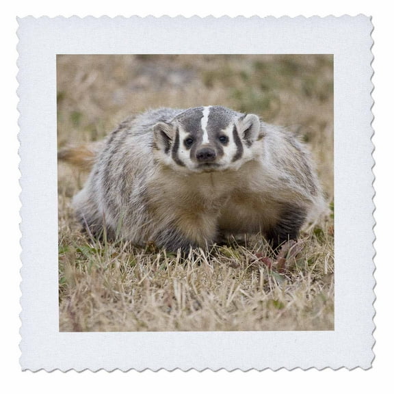 3dRose, Badger, Taxidea taxus, wildlife - NA02 DNO0712 - David Northcott, 14x14 inch quilt square