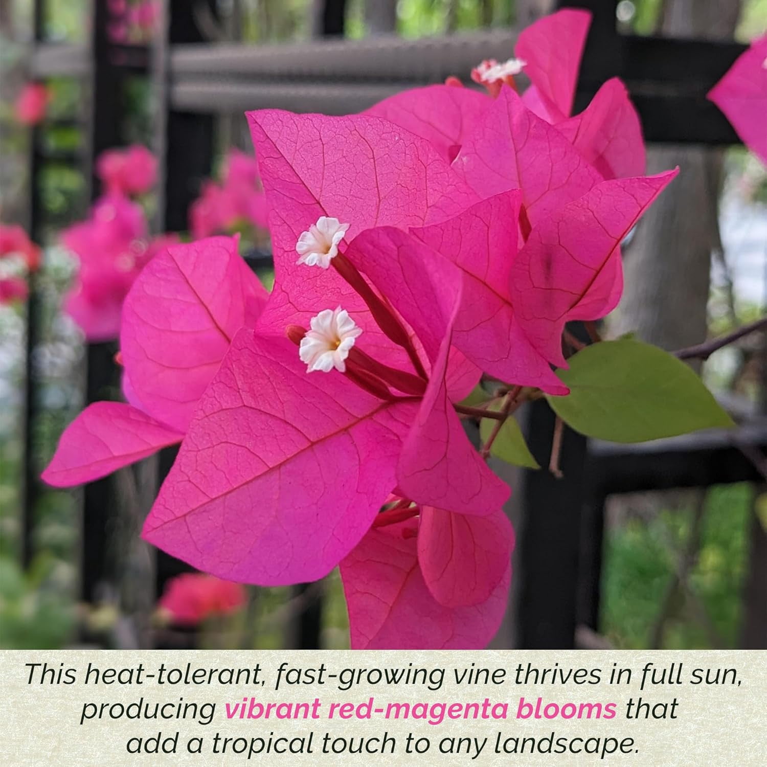 3 Barbara Karst Bougainvillea, Live Plants – Thriving in 2.5” Nursery Cubes – Stunning Red-Magenta Blooms, Versatile as a Vine or Shrub