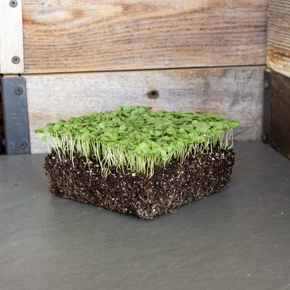 Thai Basil Herbal Garden Seeds - 500 mg Packet - Bulk Herb Seeds for Growing Microgreens, Indoor Gardening: Micro Greens Salad