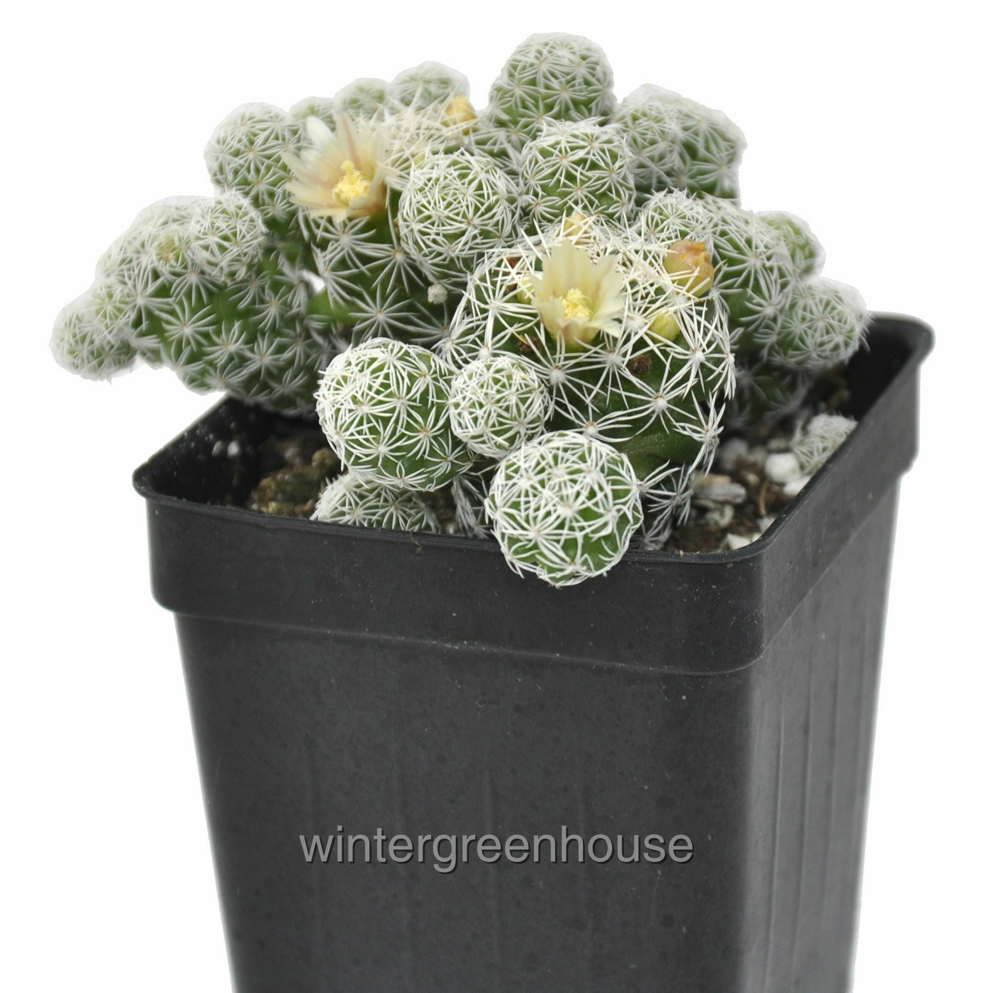 Mammillaria Gracilis Fragilis, Cactus, Thimble Cactus Pot Size 3" (2