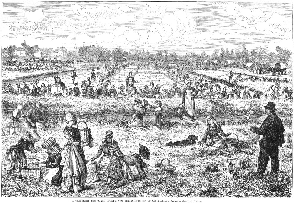 Cranberry Harvest, 1877. /Npickers At Work At A Cranberry Bog In Ocean