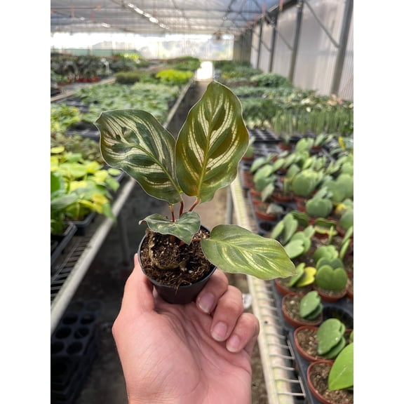 Calathea Peacock Makoyana - Live Air-Purifying Indoor Plant in Nursery Pot – Easy Care, Low Maintenance Houseplant for Home & Office Decor, Natural Air Cleaner, Best for Beginners (2"Pot)