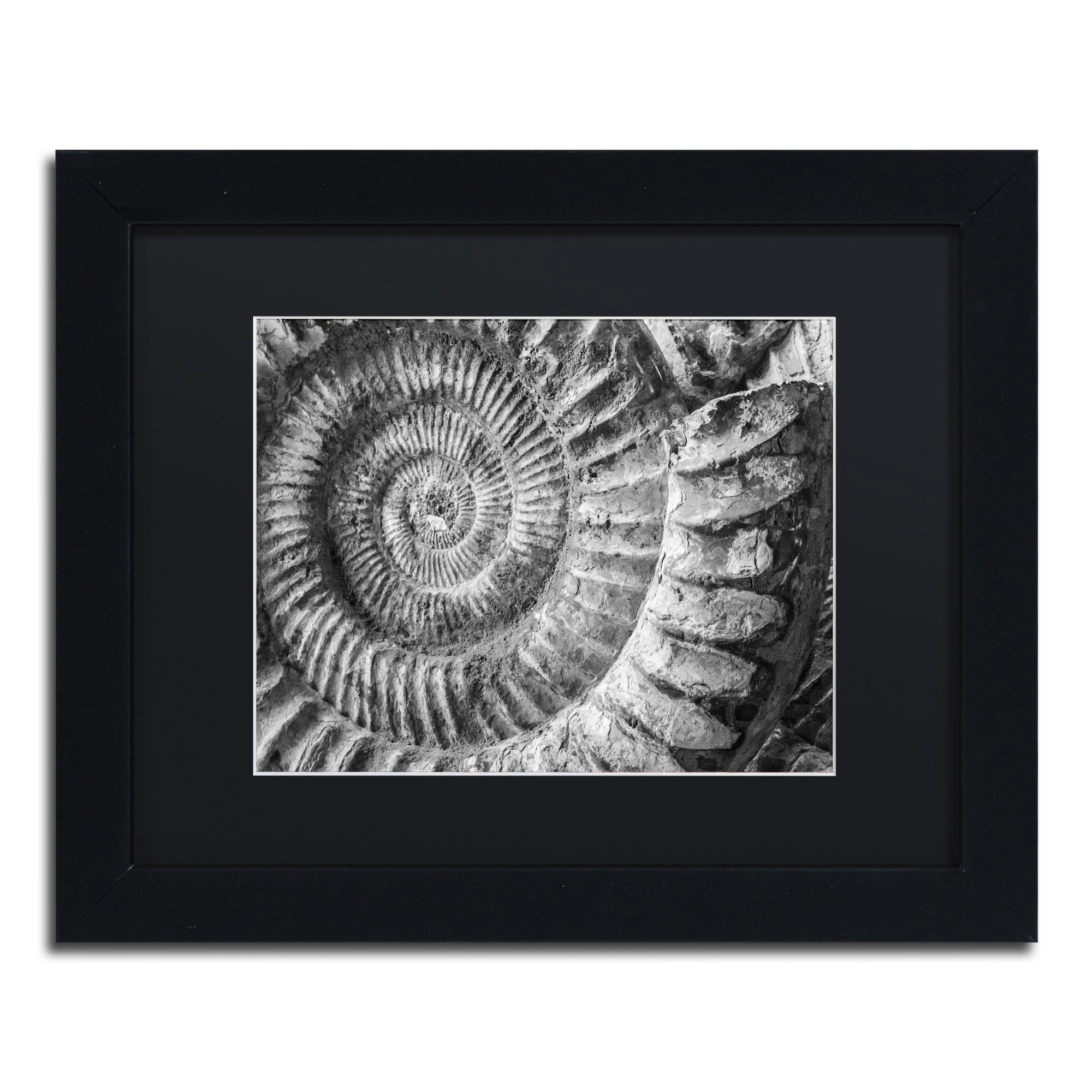 Trademark Fine Art "Amonita 1" Canvas Art by Moises Levy Black Matte, Black Frame