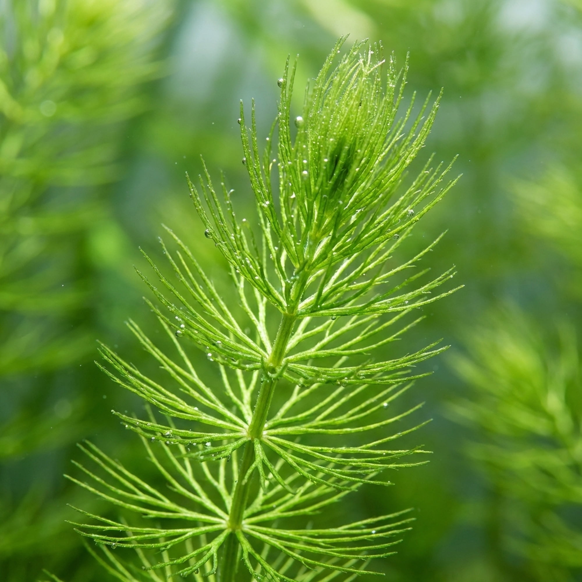 Canton Aquatics Hornwort Tropical Floating Live-Action Aquarium Plant Decoration, Green, 6 Count