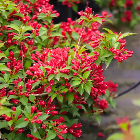 Red Weigela Plant Live 8–10 inch, Hardy Red Flowers Weigela Shrub for Landscaping or Patio, Dormant