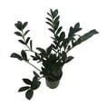 thumbnail image 4 of Rare Dwarf Black ZZ Plant - Zamioculcas Zamicro - 4" Pot - Houseplant, 4 of 4