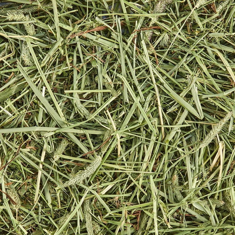 Kaytee Forti-Diet Timothy Hay, All Natural, 48oz photo 8