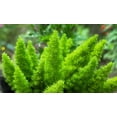 thumbnail image 2 of 10 * Seeds EMERALD ASPARAGUS FERN A. Densiflorus Mazeppa Houseplant Flower Seeds, 2 of 11