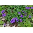 thumbnail image 6 of Native Purple Violet Plants (Viola Sororia) Live Plants, Bare-Root (3 Count), 6 of 6