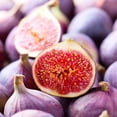 thumbnail image 5 of Perfect Plants LSU Fig 1 Gallon, 5 of 10