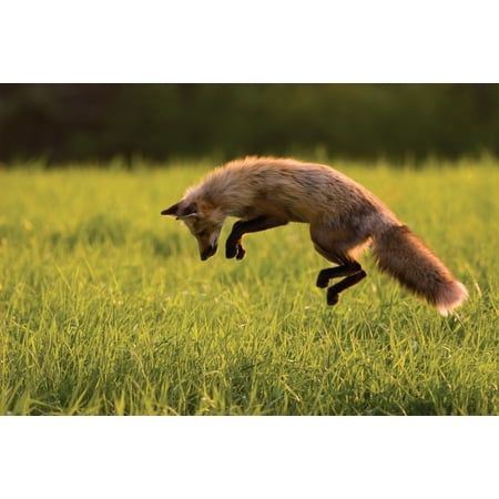 Red Fox Hunting Prince Edward Island Canvas Art John Sylvester Design Pics 34 X Red Fox Hunting Prince Edward Island Canvas Art John Sylvester Design Pics 34 X