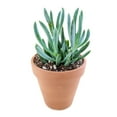 thumbnail image 2 of Shop Succulents 4" Blue Senecio Serpens Live Plant Pot, 2 of 2