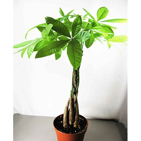 9GreenBox - Rare Mini Pachira Five Braided Tree Bring Luck Pachira Houseplant Bonsai