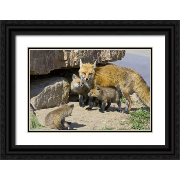 Lord, Fred 32x23 Black Ornate Wood Framed with Double Matting Museum Art Print Titled - Colorado, Breckenridge Red fox mother with kits
