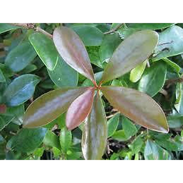 Cleyera Japonica'Bronze Beauty' Evergreen with Bronze Color New