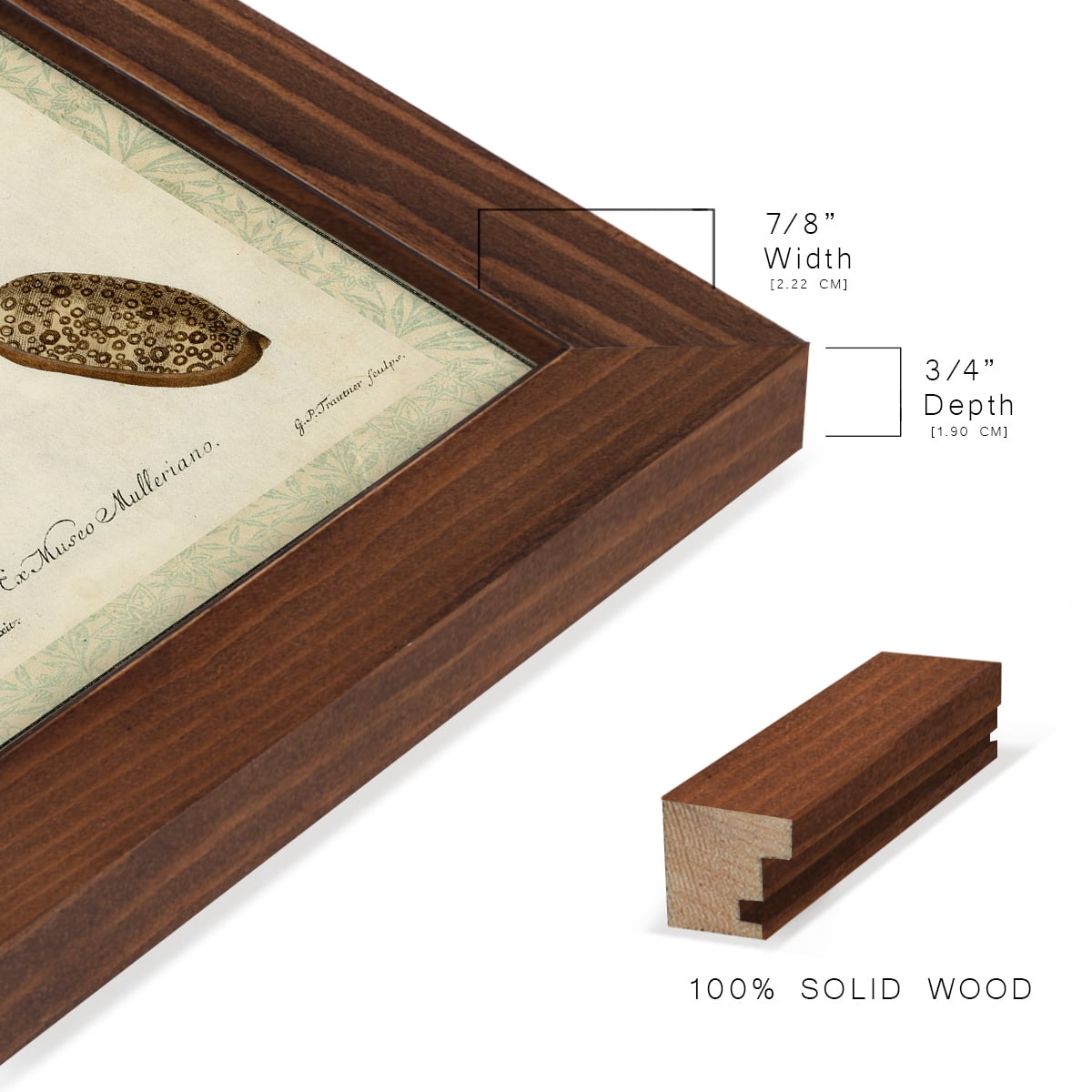 Bookplate Shells II - Framed Print w/glass - Chestnut