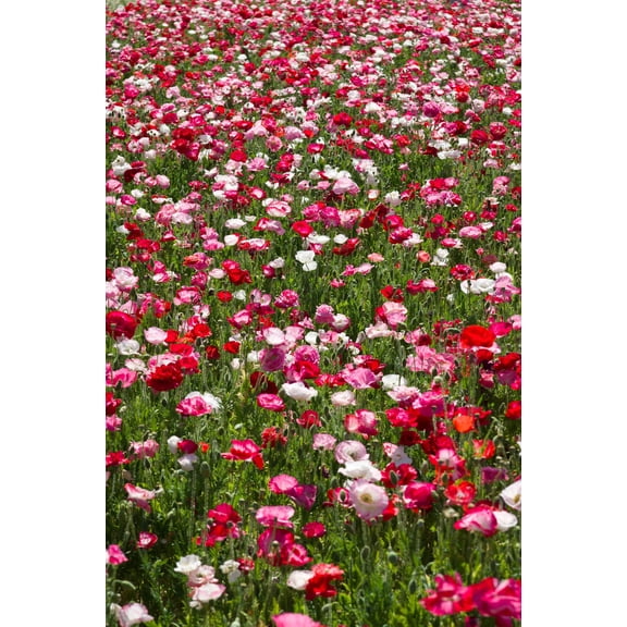 2000 Seeds MIXED Colors SHIRLEY POPPY ( aka Corn / Field / Flanders ) Papaver Rhoeas Flower Seeds