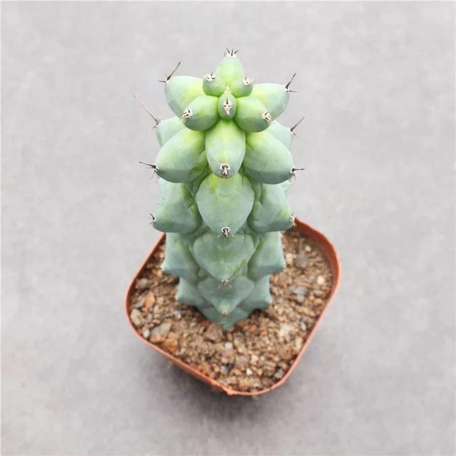 Boobie Cactus Live Plant 4-6 inches- Myrtillocactus Geometrizans Fukurokuryuzinboku - Unique Succulent for Indoor/Outdoor Decor