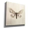 thumbnail image 2 of Epic Graffiti 'Sepia Moth' by Incado, Giclee Canvas Wall Art, 12"x12", 2 of 6