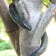 thumbnail image 5 of Nakimo Juguete de Serpiente Falsa de Goma Realista Mamba de 50 Pulgadas para Accesorios de jardín y Broma práctica, 5 of 5