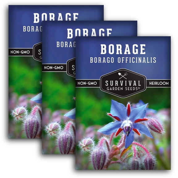3 Packs Borage Seeds - Non-GMO Heirloom Full Sun Annual Flowering Herb