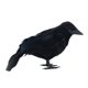 thumbnail image 5 of Halloween Cuervo Artificial Realista DIY Pájaros Artesanía Adornos Fiesta Temática, 5 of 6