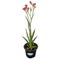 thumbnail image 2 of MicroStarts Live Waterwise Variety Pack - 4 Landscape Plants in 4 inch pots, 2 of 9