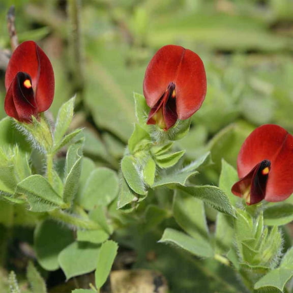 Outsidepride Asparagus Pea Flowering Herb Seed - 200 Seeds