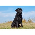 thumbnail image 6 of Life Balance Complete Dog Tabs, 6 of 8