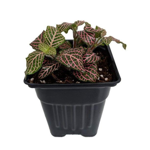 Pink Veined Nerve Plant Fittonia Easy House Plant 4