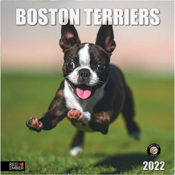 RED EMBER Calendrier Mural Hangable Boston Terriers 2022 - 12 "x 24" Ouvert - Papier Épais et Robuste - Cadeau - Formidable