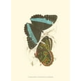 thumbnail image 2 of Jardine, Sir William 19x24 White Modern Wood Framed Museum Art Print Titled - Jardine Butterflies VI, 2 of 4