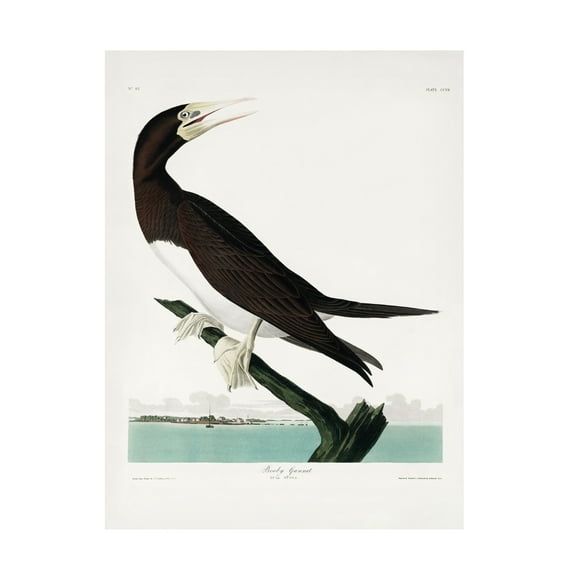 Trademark Fine Art Pictufy Booby Gannet From Birds of America 1827 Canvas Wall Art