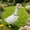 Red_Base#4991, variant on Porch Goose Clothes Dress Up Costume – Rustic Lace Fabric Outfit, Adjustable Fit, Assorted Colors – Cute Porch Patio Yard Garden Goose Decoration