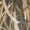 Mossy Oak Habitat, variant on Drake Men's Breathelite Quarter Zip Hoodie Mossy Oak Shadow Grass Habitat XL