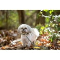 thumbnail image 4 of Pets First NFL San Diego Chargers Pet Leash, 4 of 4