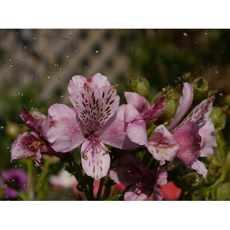 Delicate Blooms - LAMINATED POSTER Delicate Pink Blooming Water Nature Alstromeria Poster Print 24 x 36